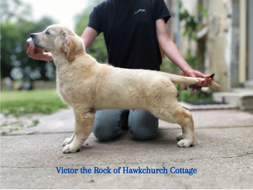 Victor the rock Of Hawkchurch Cottage