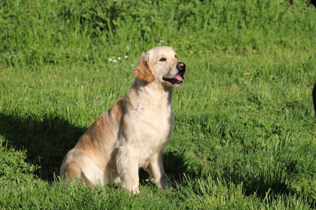 Sally du cottage de sweet mi lady