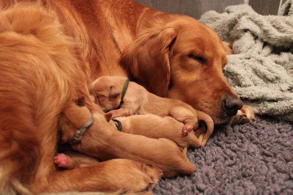 chiot Golden Retriever Of Hawkchurch Cottage