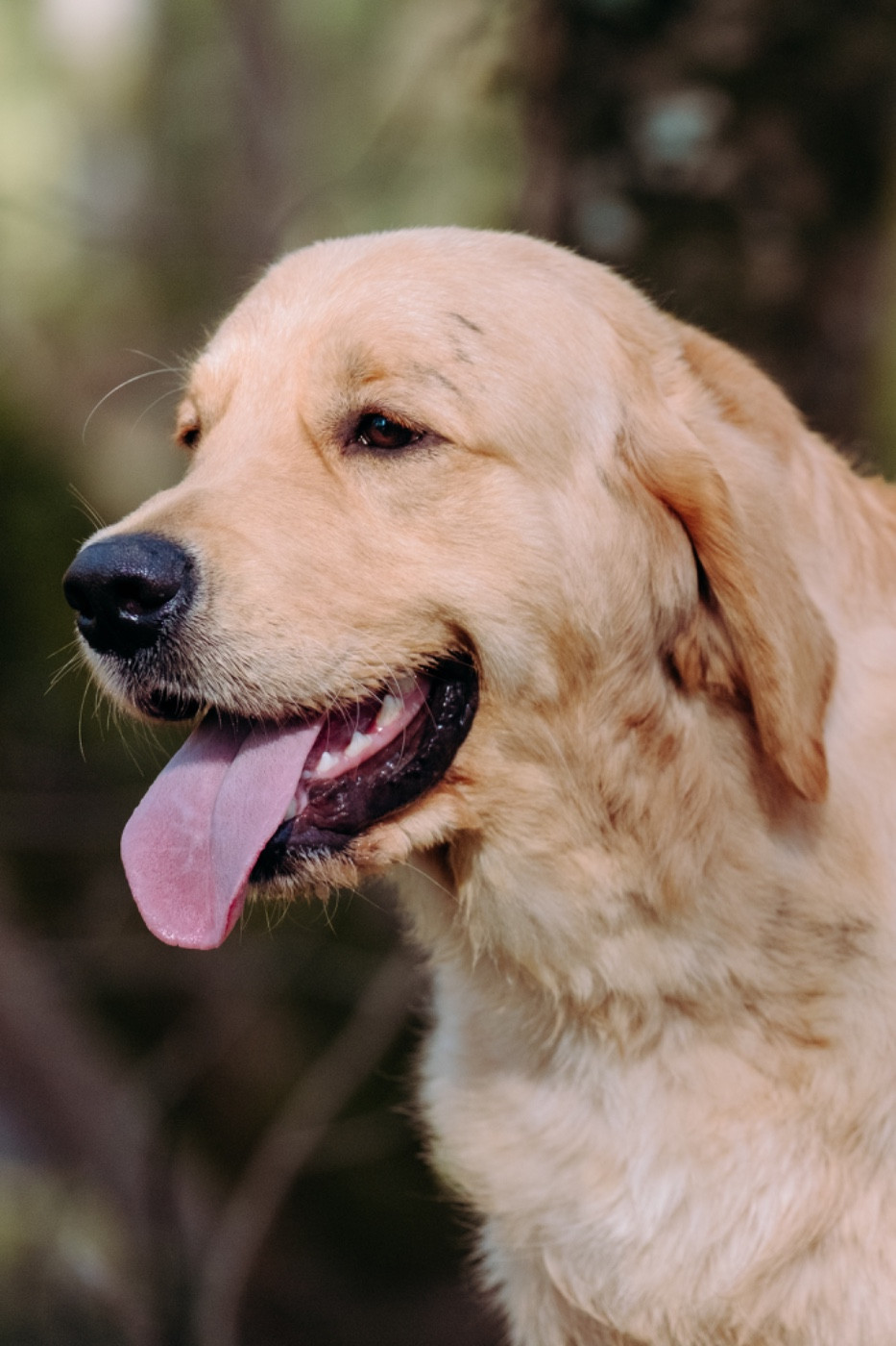 A glimpse of db dreams De La Petite Sulka