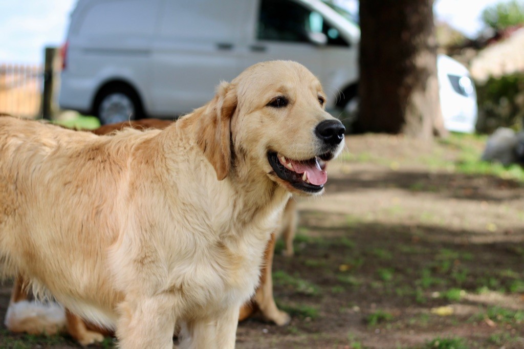 A glimpse of db dreams De La Petite Sulka