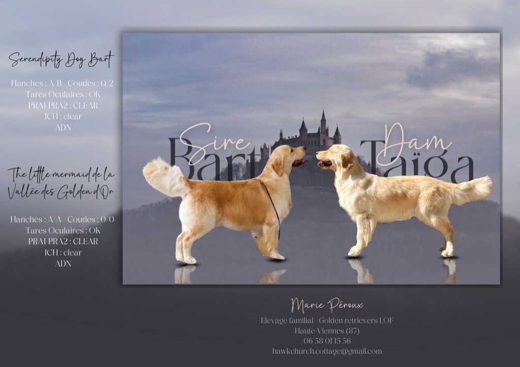 Chiots à venir