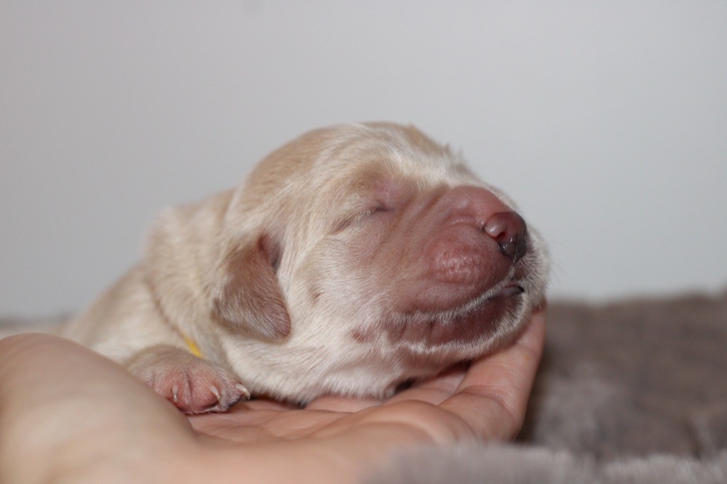 Chiots disponibles