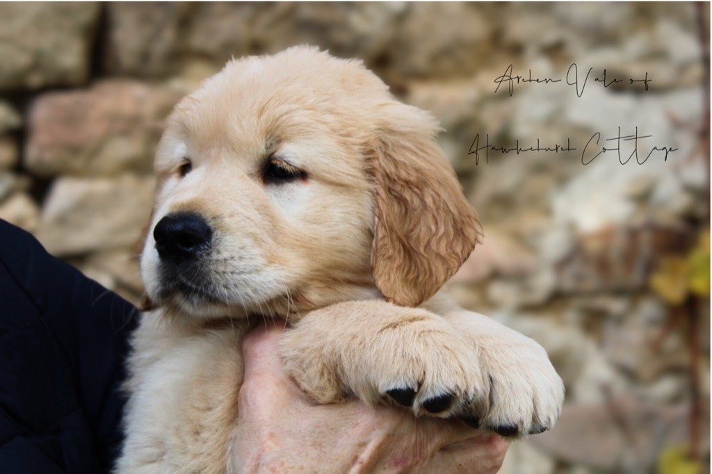 Of Hawkchurch Cottage - Chiots disponibles - Golden Retriever