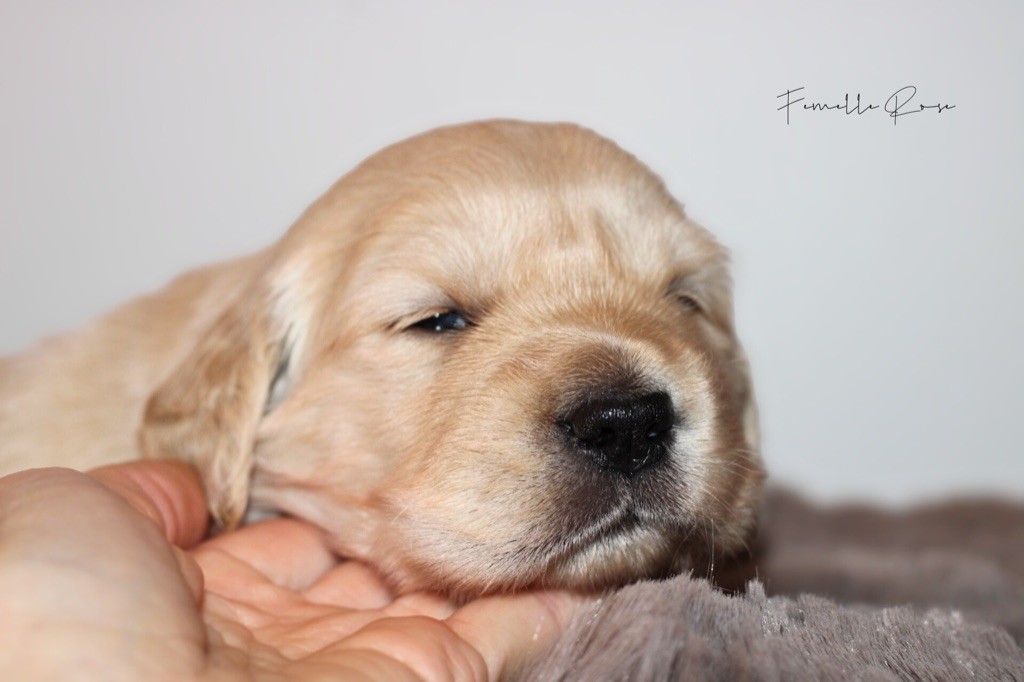 Of Hawkchurch Cottage - Chiots disponibles - Golden Retriever