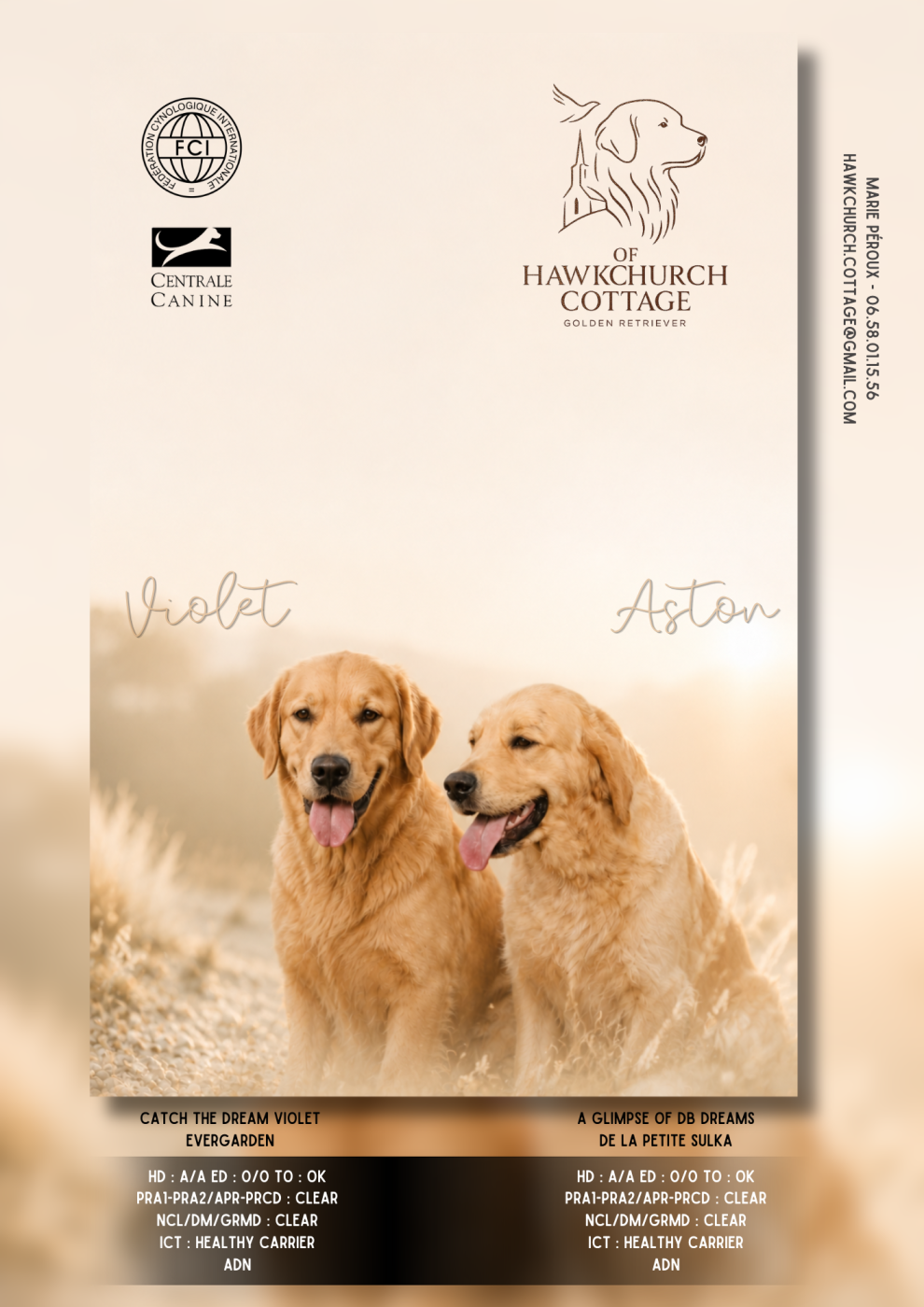 Chiot Golden Retriever Of Hawkchurch Cottage
