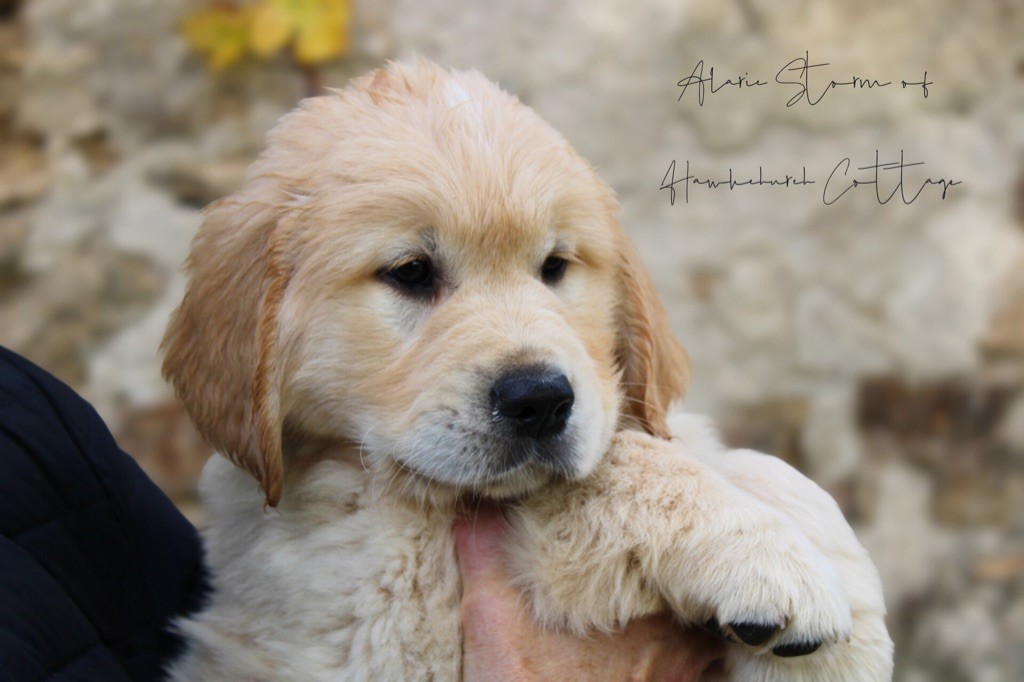 Of Hawkchurch Cottage - Chiots disponibles - Golden Retriever