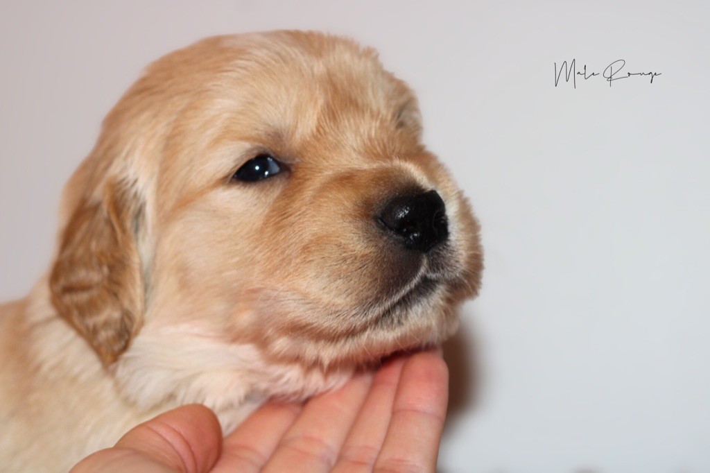 Of Hawkchurch Cottage - Chiots disponibles - Golden Retriever