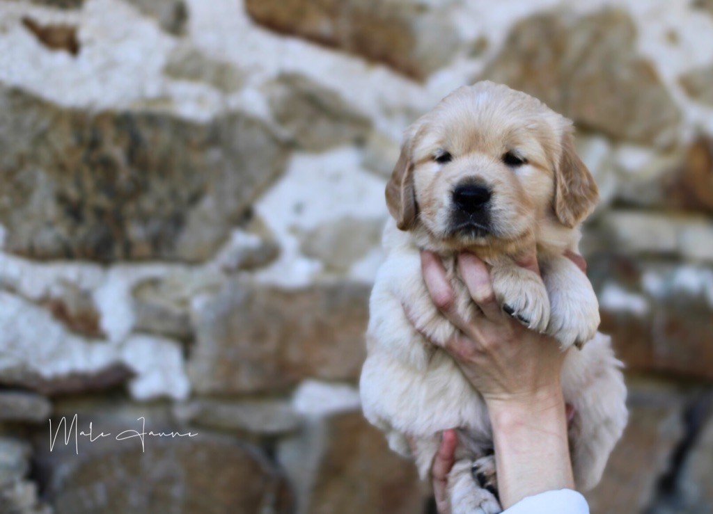 Of Hawkchurch Cottage - Chiots disponibles - Golden Retriever
