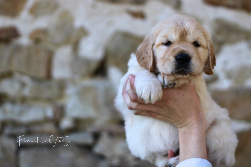 Of Hawkchurch Cottage - Chiots disponibles - Golden Retriever