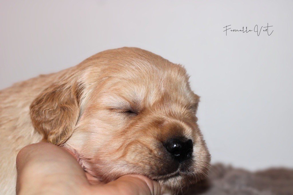 Of Hawkchurch Cottage - Chiots disponibles - Golden Retriever
