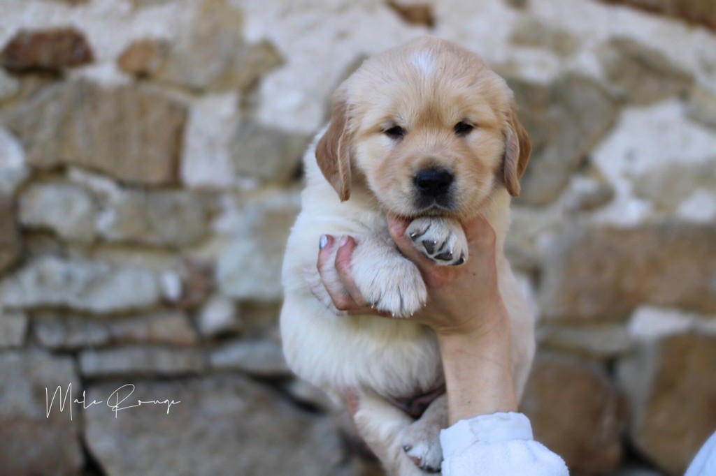 Of Hawkchurch Cottage - Chiots disponibles - Golden Retriever