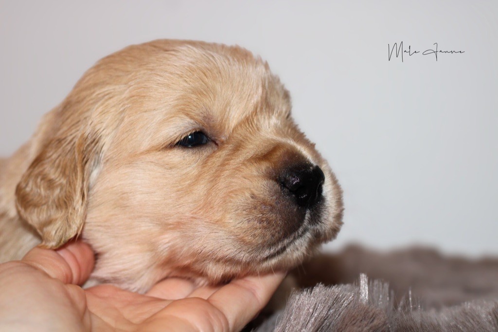 Of Hawkchurch Cottage - Chiots disponibles - Golden Retriever